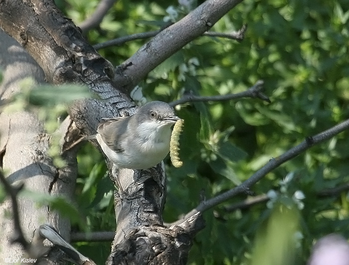   Orphean Warbler Sylvia hortensis                            , , 2008.: 